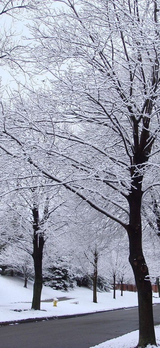 street, road, trees, hoarfrost