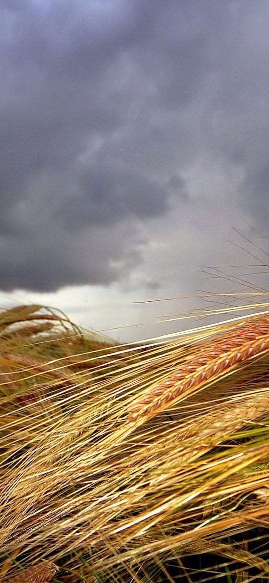 ears, field, clouds, agriculture