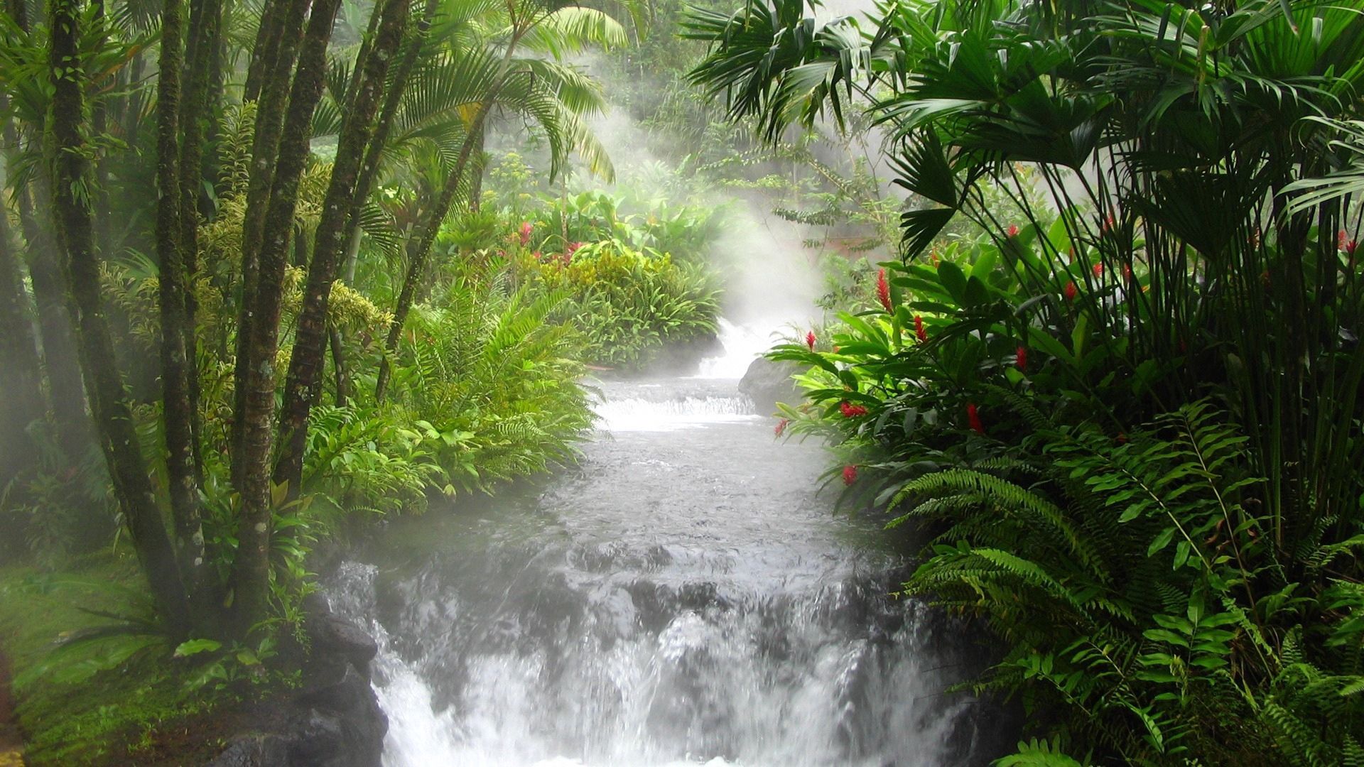 jungle, river, falls, vegetation, flowers, fern, stream