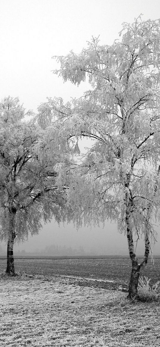 field, birches, winter, hoarfrost, snow