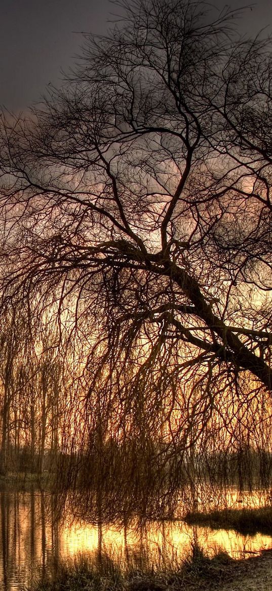 willow, autumn, lake, evening