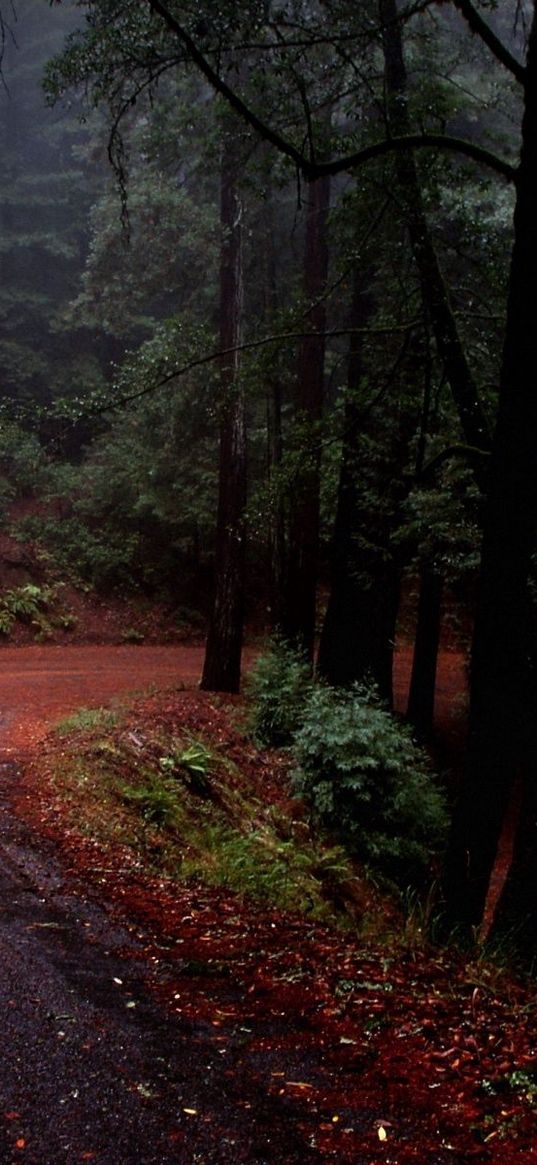 road, turn, marking, asphalt, descent, serpentine, secret, wood