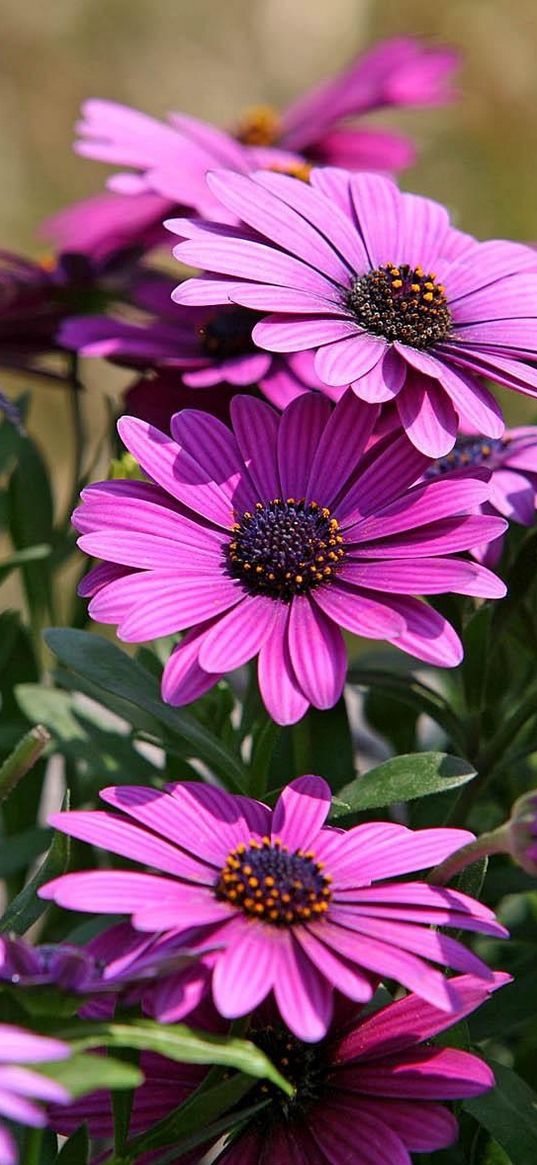 dimorfoteki, flowers, bright, flowerbed, close-up