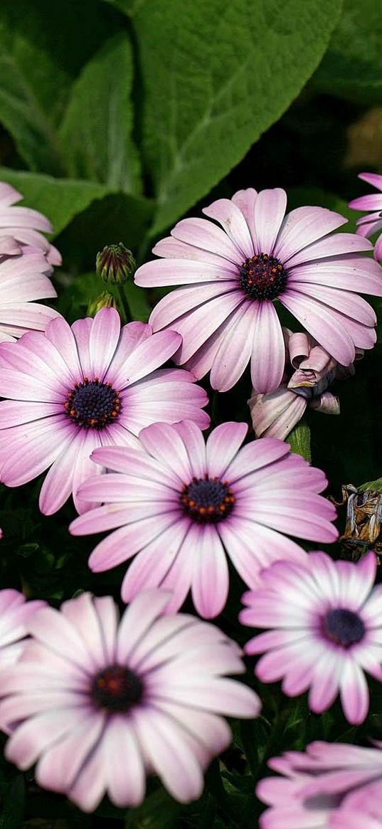 dimorfoteka, flowers, herbs, flowerbed