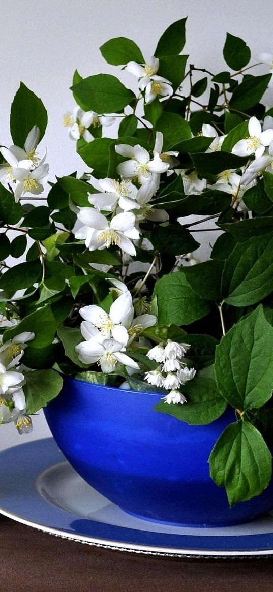 jasmine, flower, spring, bowl, china