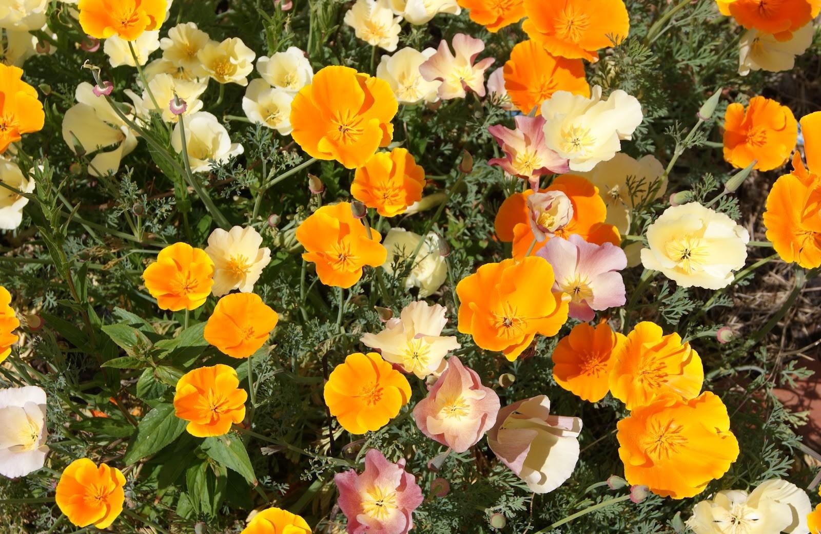 eshsholtsiya, flowers, bright, orange, flowerbed, sunny