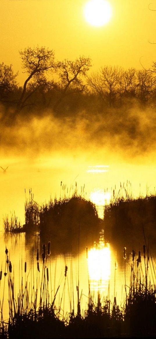 decline, orange, fog, canes, pond, evaporation