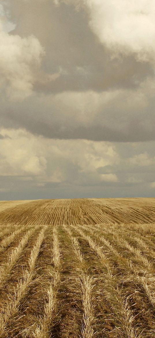 field, hay, grass mown, tree, cloudy