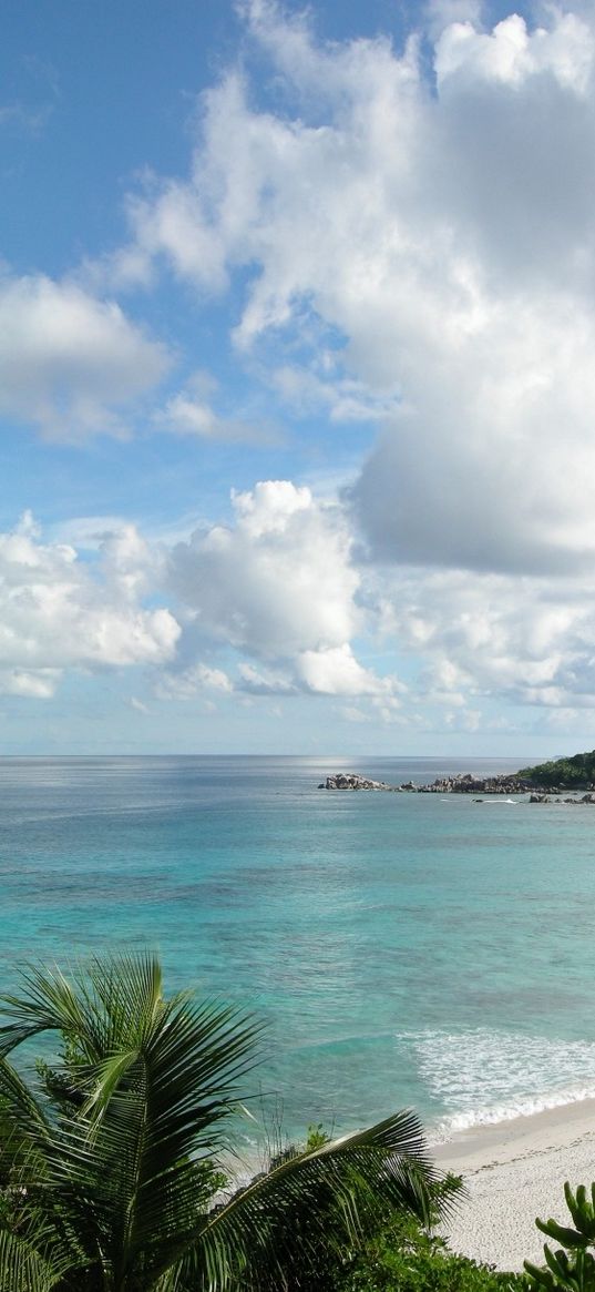 stones, coast, palm trees, tropics, equator