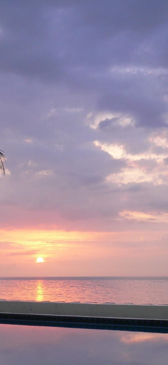 palm tree, decline, pool, water smooth surface, evening, twilight, reflection