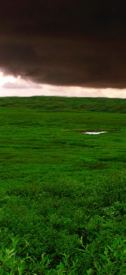 clouds, bad weather, cloudy, greens, wood, trees, kroner