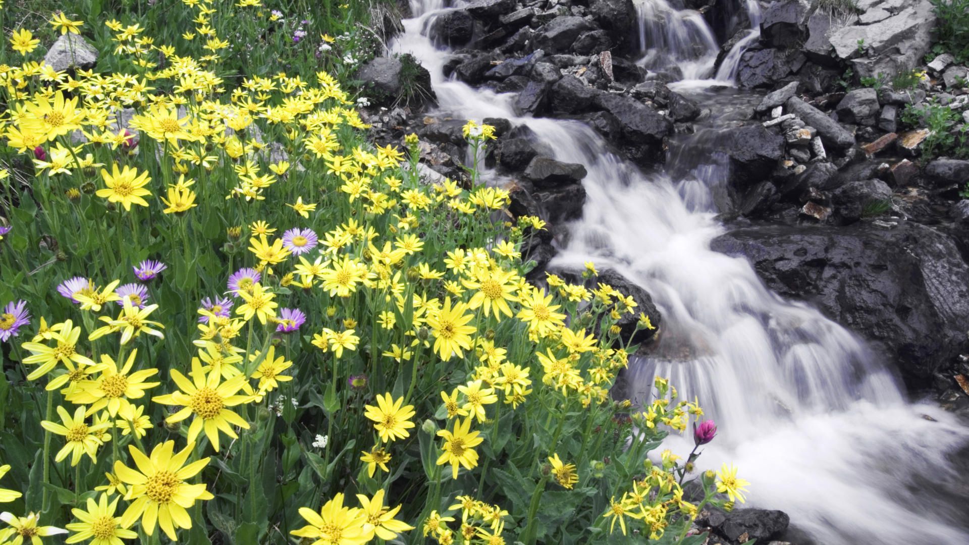 flowers, mountain, river, stones