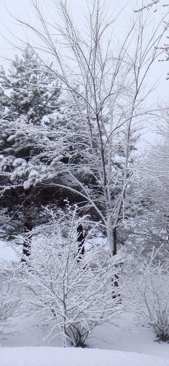 trees, naked, winter, hoarfrost