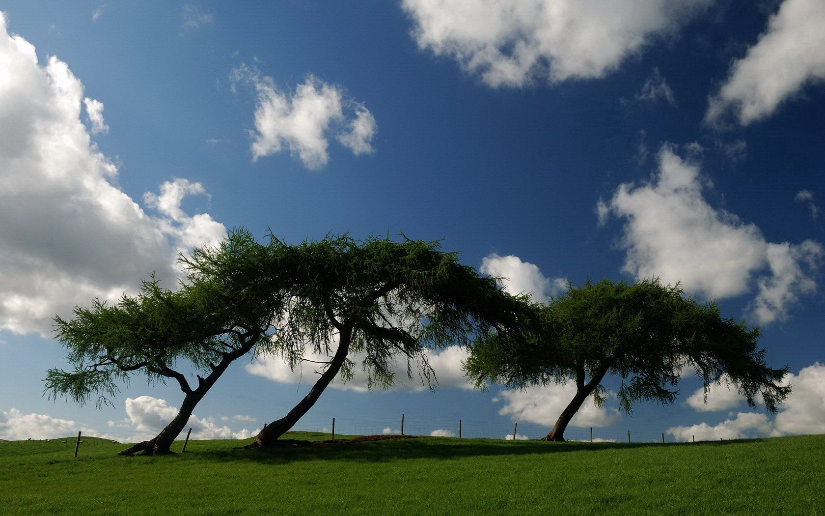 trees, meadow, inclination