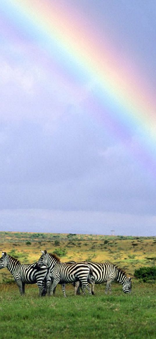 zebras, wild nature, rainbow, after rain