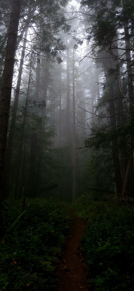 nature, forest, wood, trees, path, fog, dark