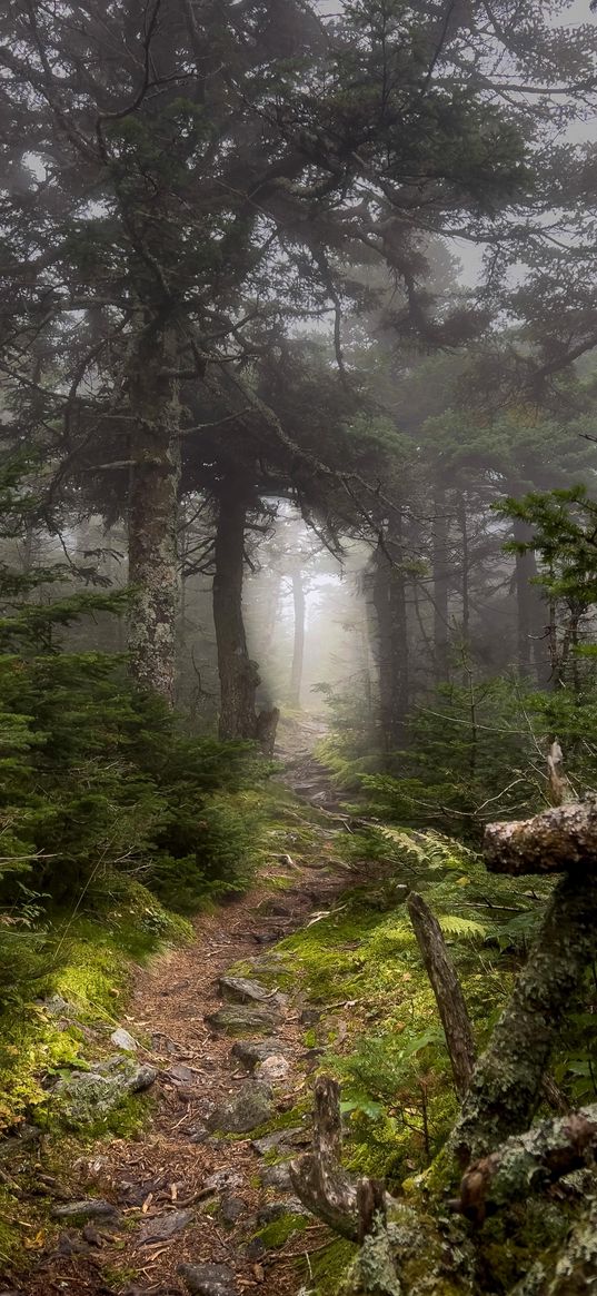 nature, wood, forest, trees, path