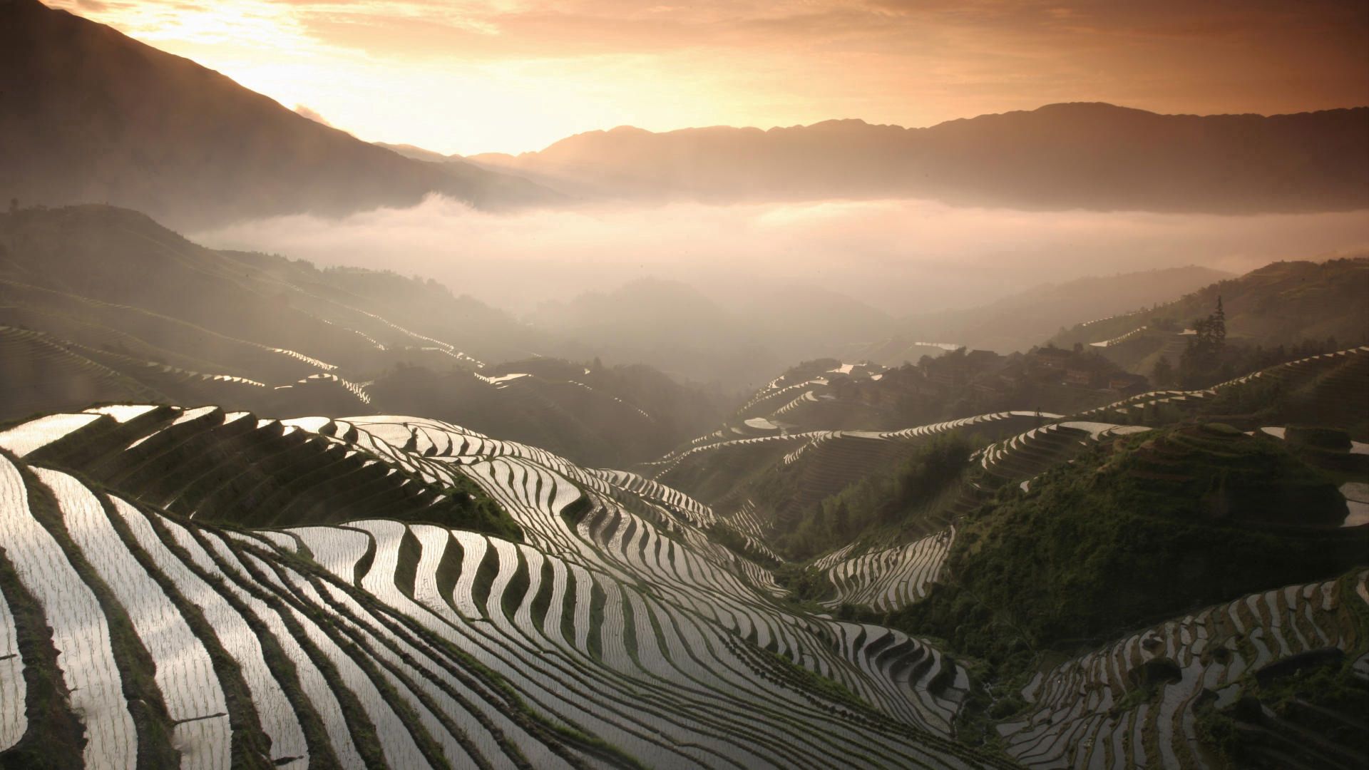 rice fields, mountains, fog