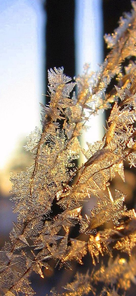 branch, frost, crystals, ice