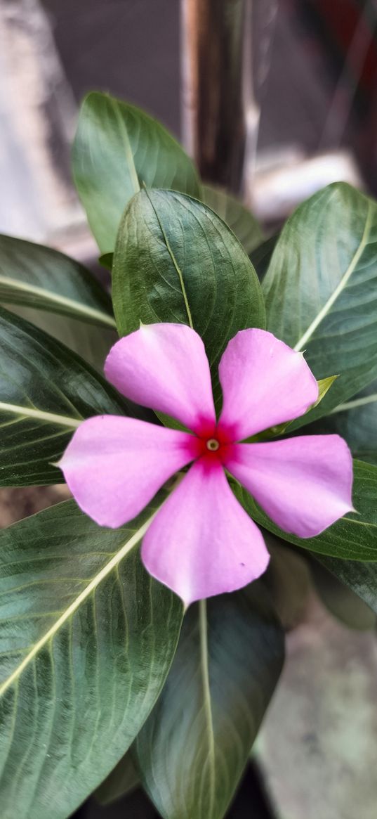 flower, pink, macro, indoor plant