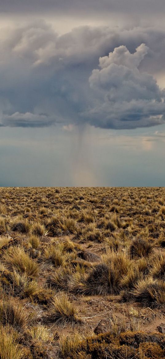 desert, vegetation, clouds, before a rain