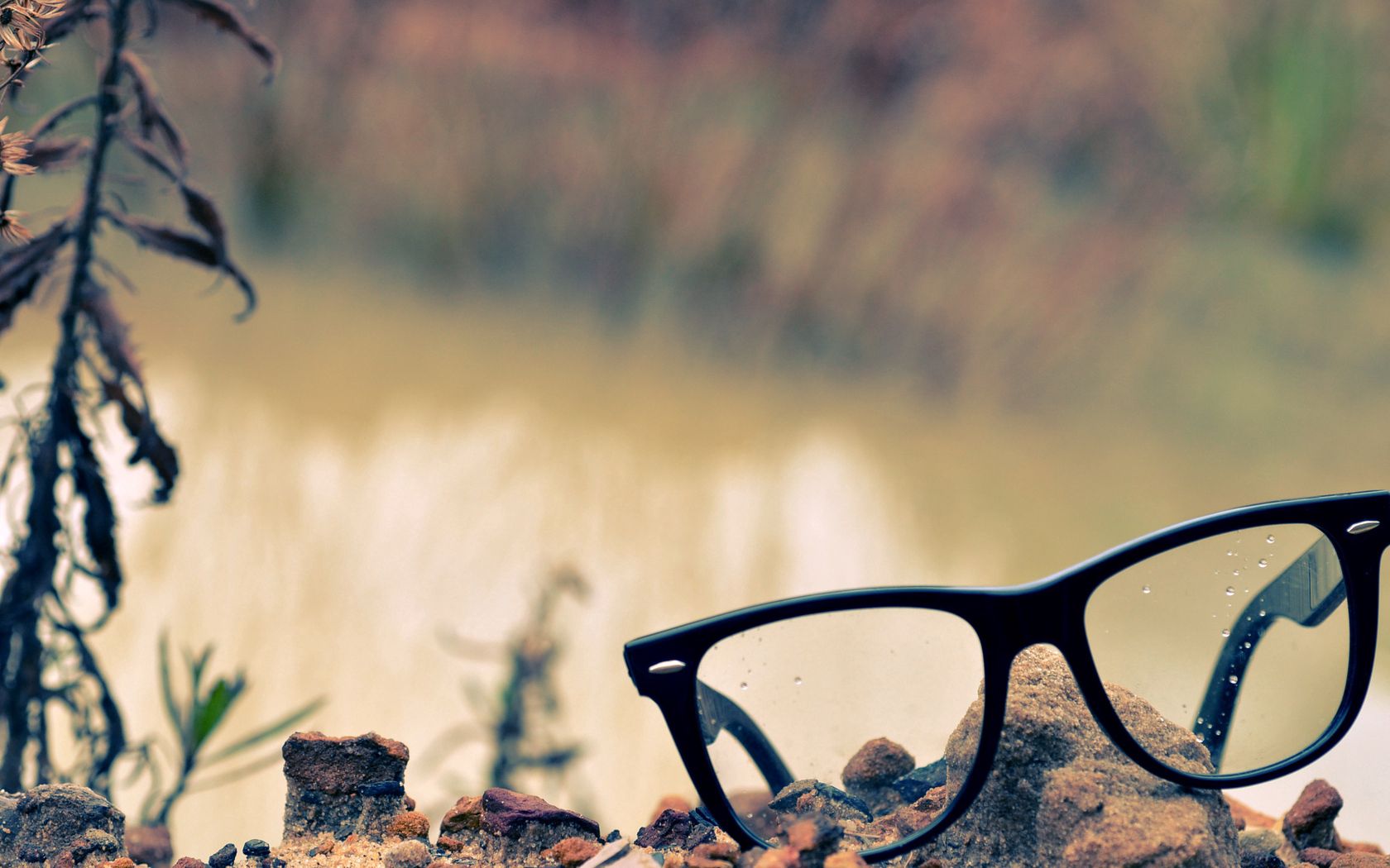 glasses, lenses, rocks, grass, rose