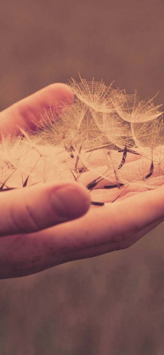 hand, arm, dandelion, fluff