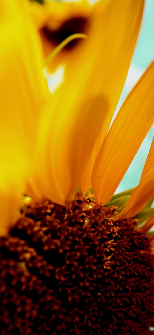 sunflower, flower, petals, plant