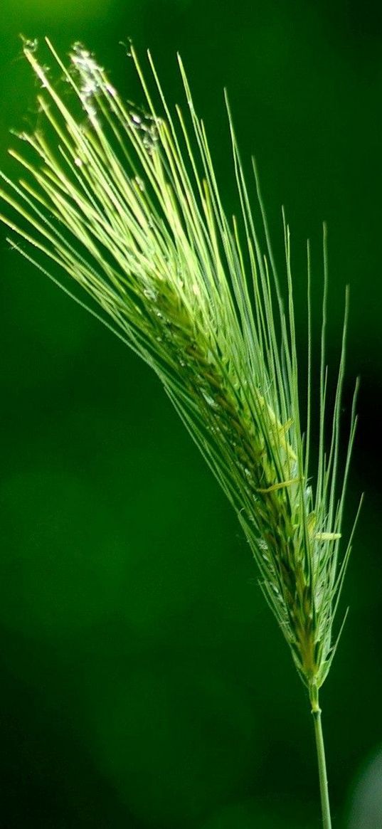 ear, grass, light, branch