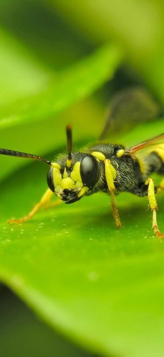 insect, wasp, grass, surface