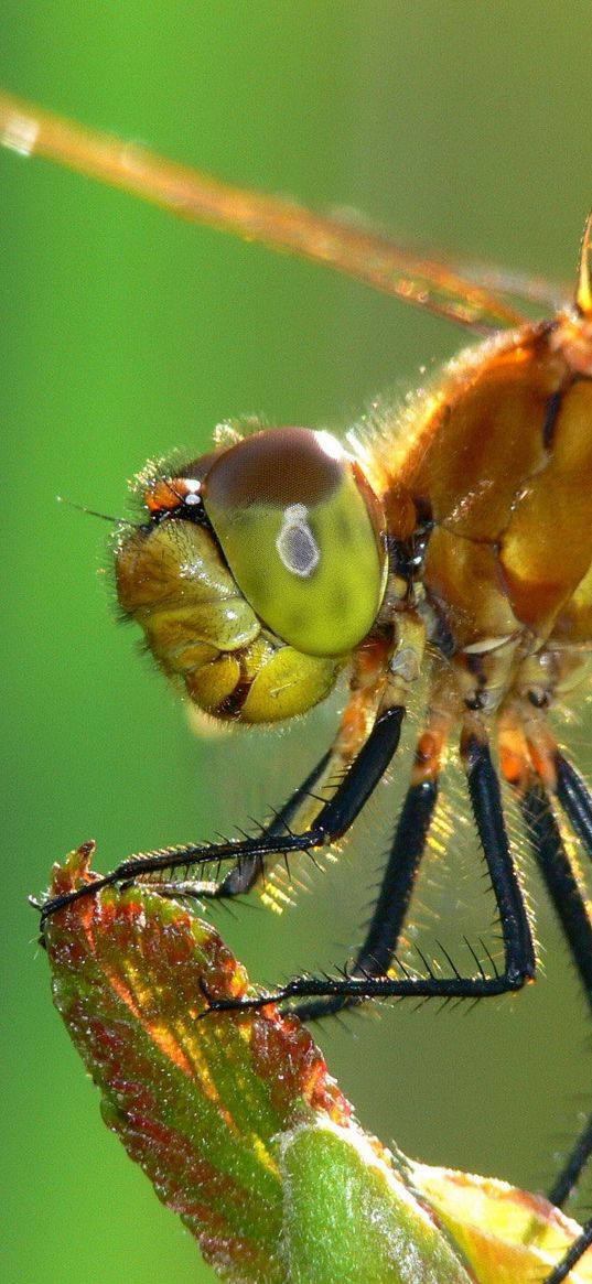 dragonfly, insect, wings, eyes, surface