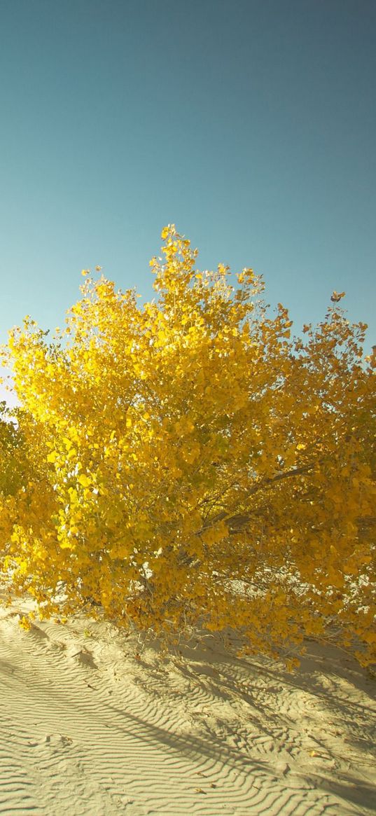 desert, sand, tree, leaves