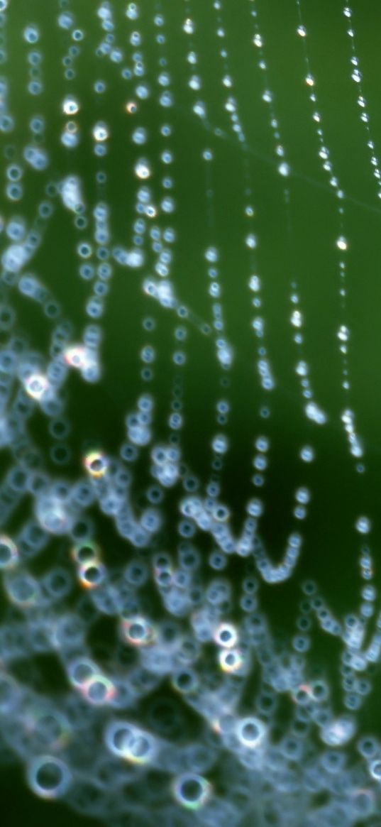 web, drops, dew, network