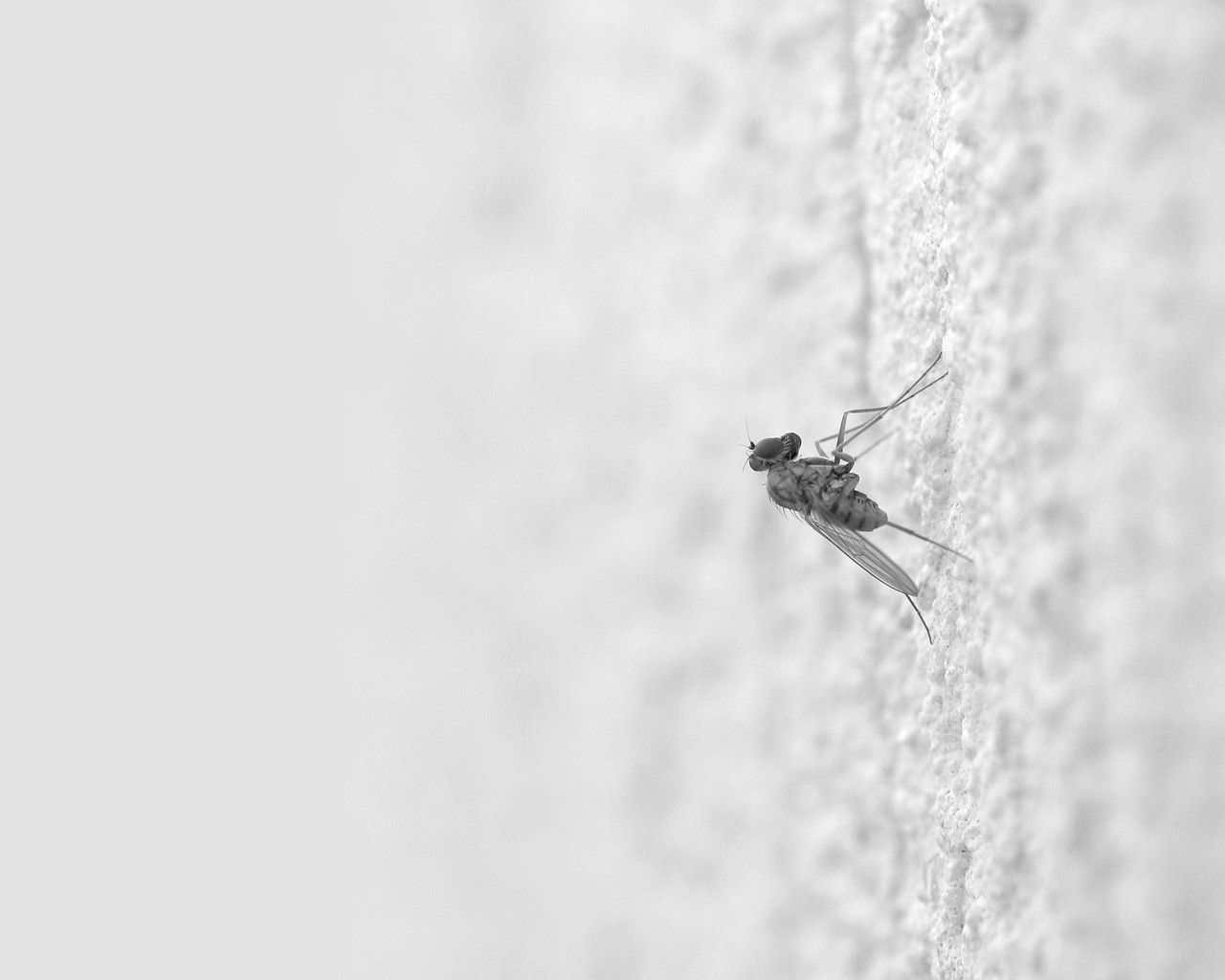 mosquito, insect, surface, creep, light