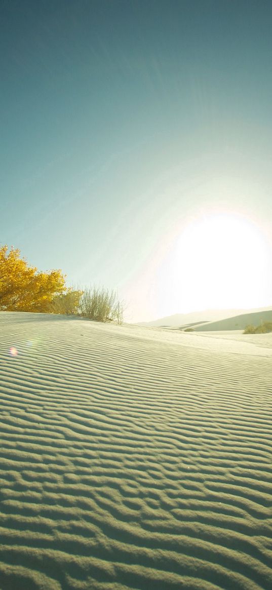 desert, sand, tree, evening, decline