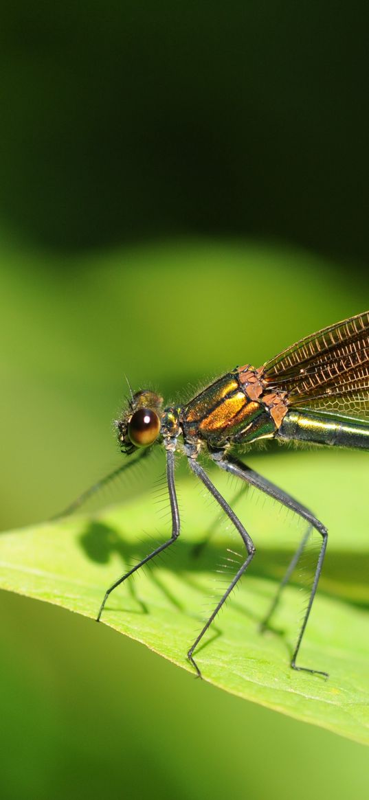 dragonfly, insects, leaves, grass