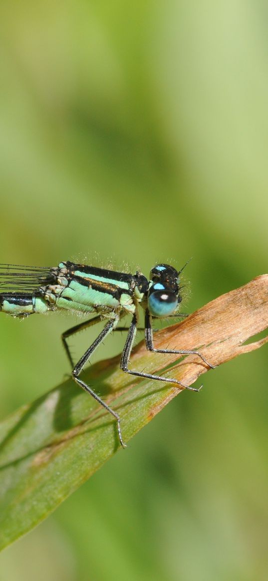 dragonfly, grass, dry, form, stripes