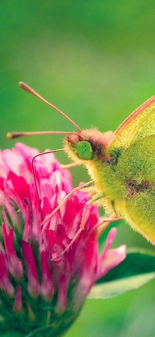 butterfly, clover, grass, patterns, insect, plant