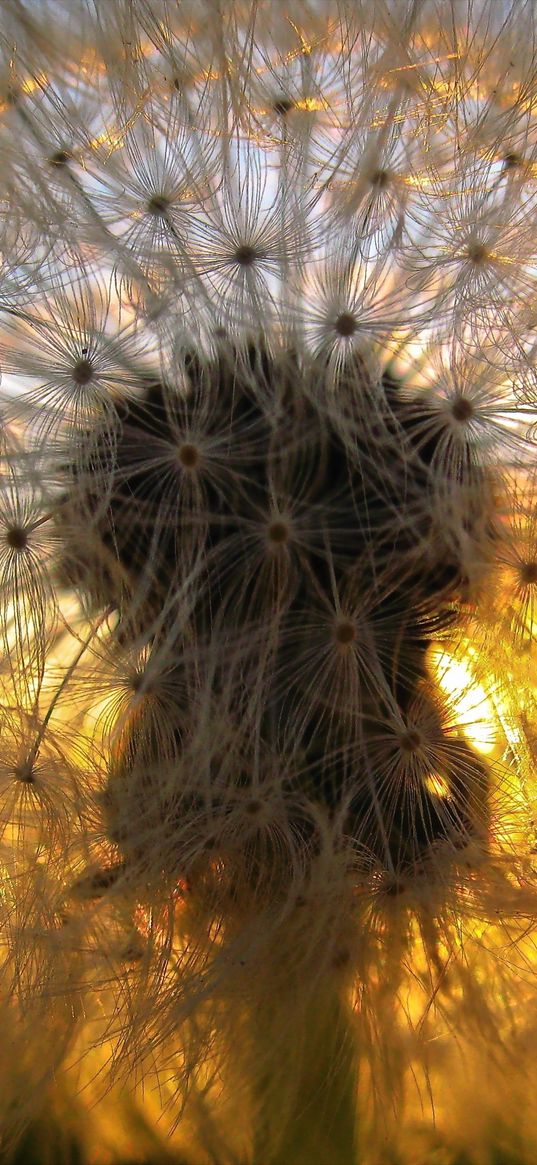 dandelion, grass, light, shadow, down