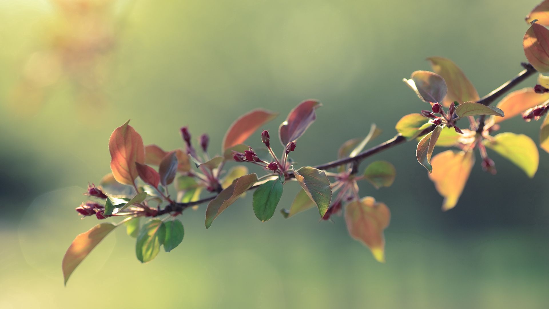 twigs, grass, apples, leaves, flowers