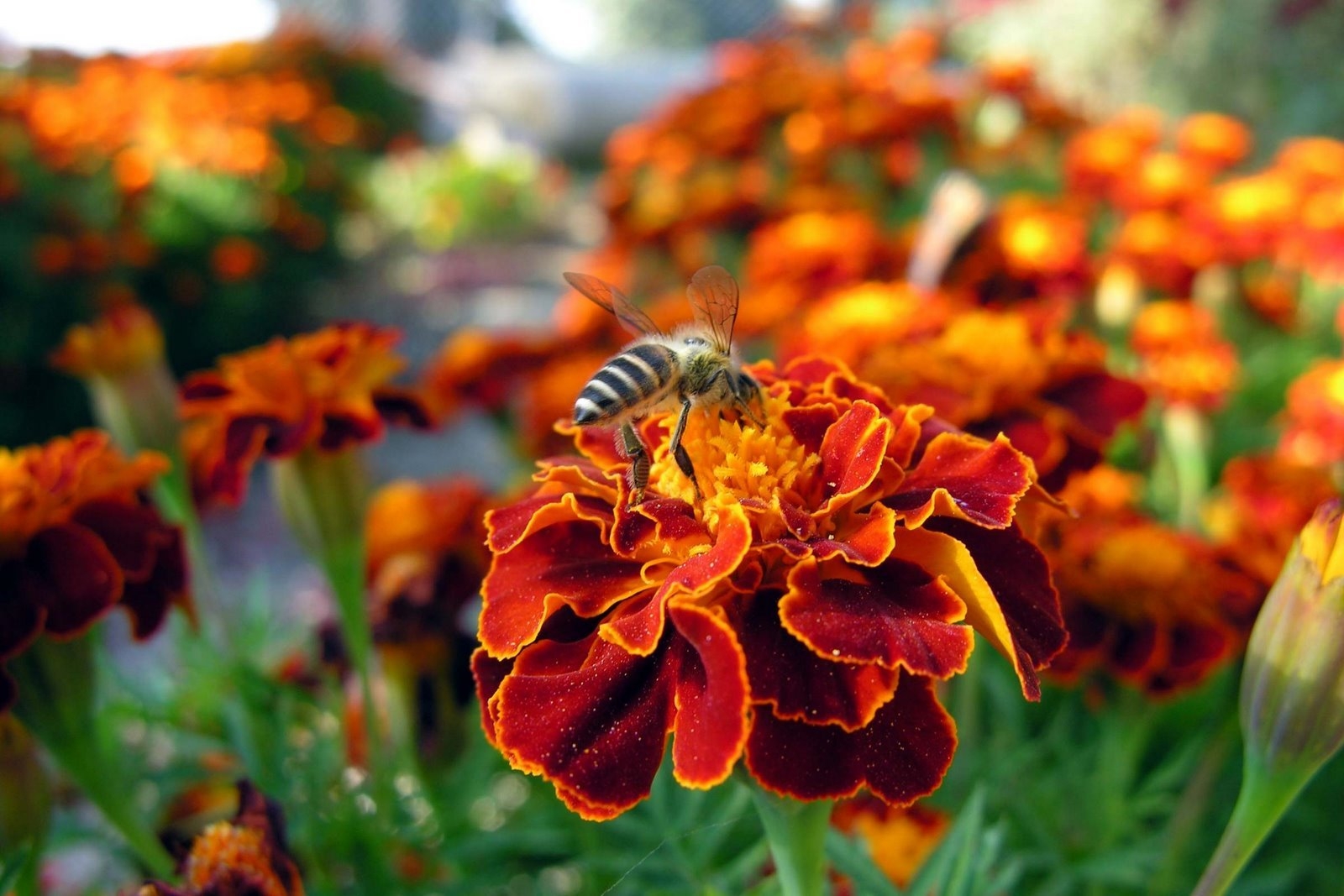 flower, bee, pollination, insect, meadow