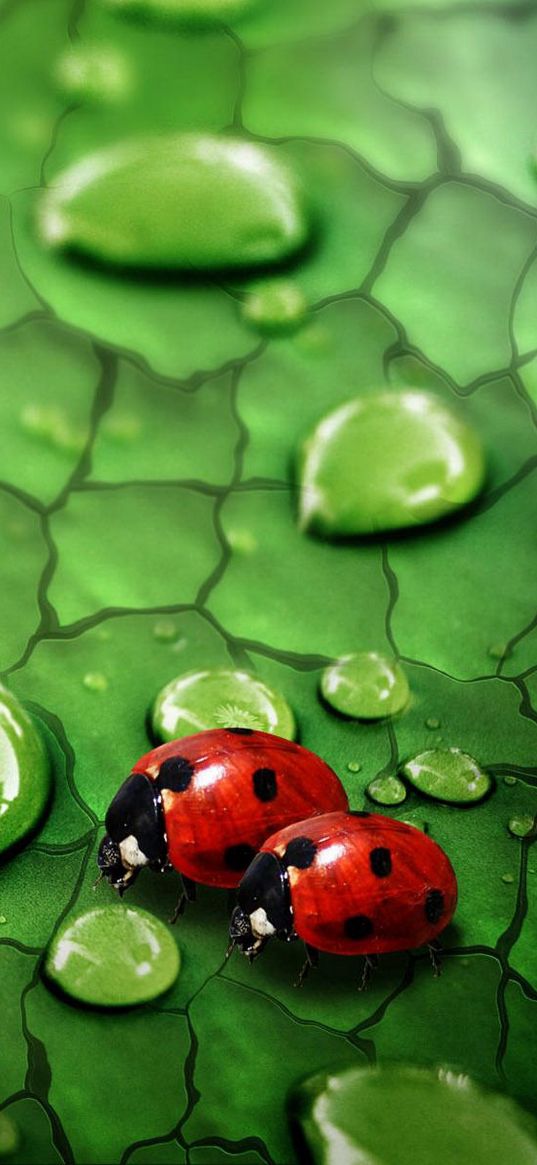 drops, ladybugs, couple, grass, surface