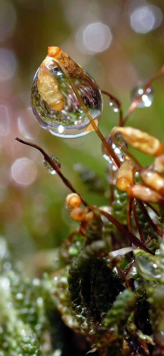 drops, dew, grass, spider webs