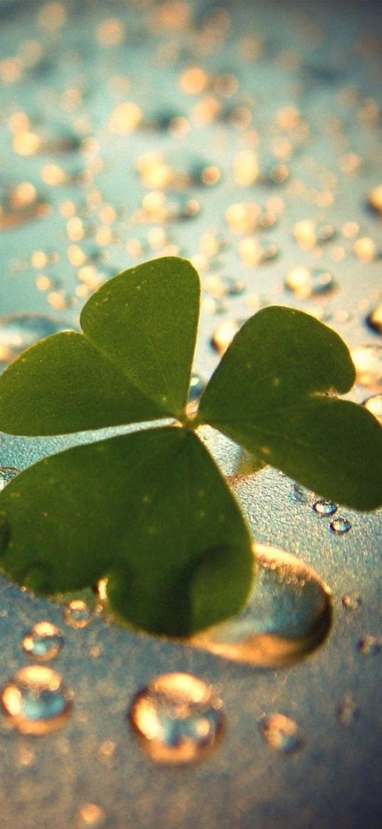 clover, grass, surface, drops, dew