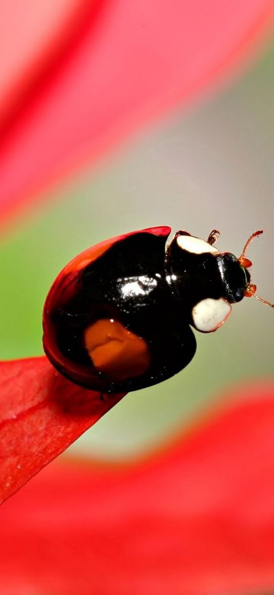 ladybug, unusual, grass, leaves