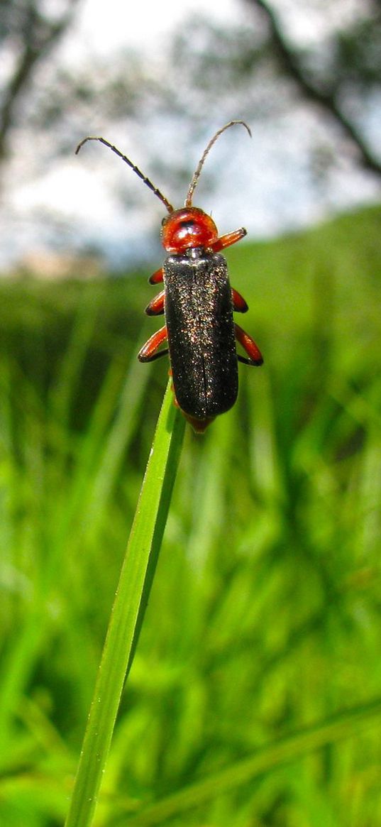 beetle, grass, nature, insect