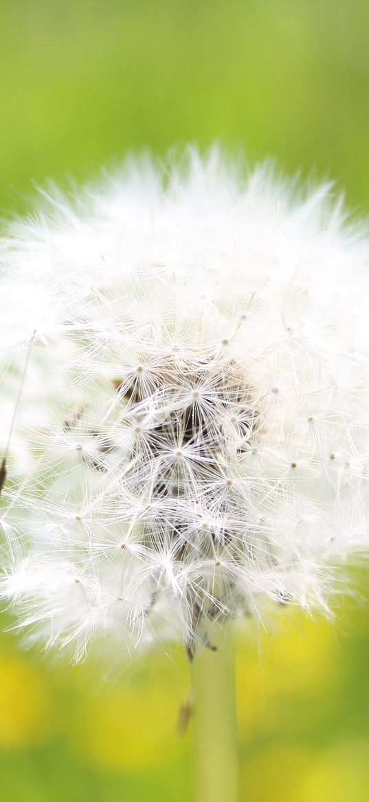 dandelion, grass, seeds, feathers, bright