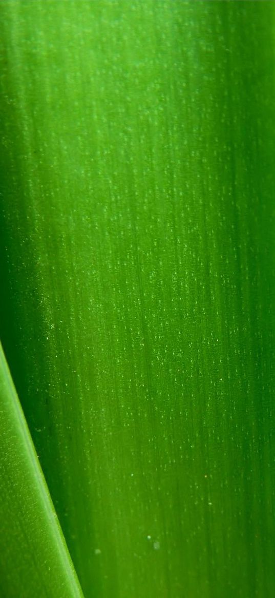 plant, stalks, green