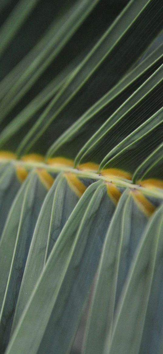 fern, grass, stalk