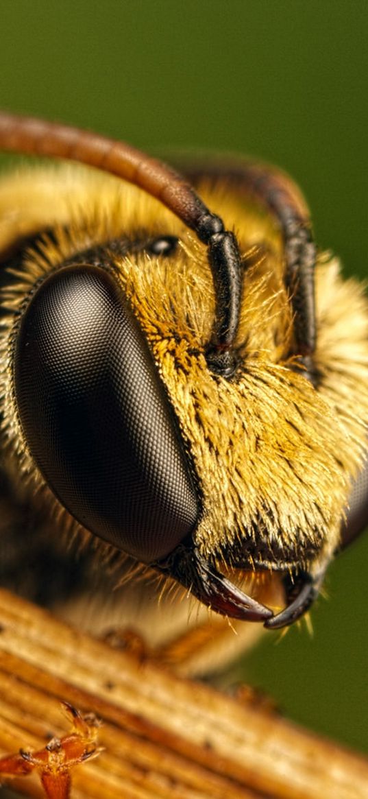 bee, eyes, insect, fly